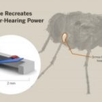 fly-hearing-device-300x177